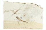 Two Cretaceous Fossil Flying Fish (Exocoetoides) Pos/Neg - Lebanon #201344-2